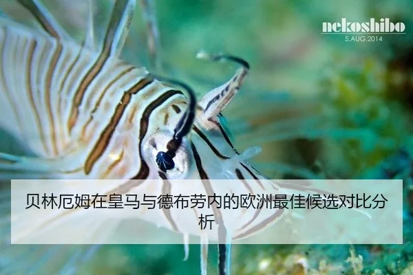 贝林厄姆在皇马与德布劳内的欧洲最佳候选对比分析